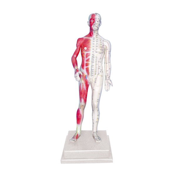 Anatomisches Modell des männlichen menschlichen Körpers 85 cm
